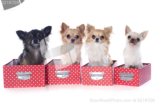 Image of four chihuahuas