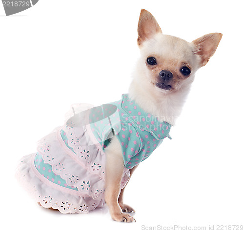 Image of puppy chihuahua dressed