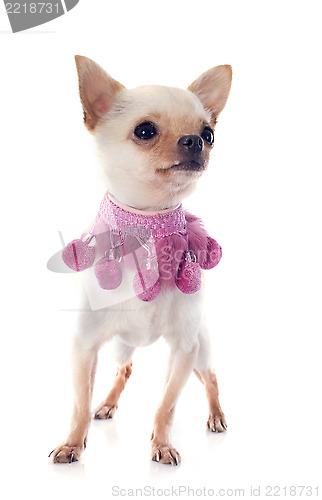 Image of puppy chihuahua and pink collar