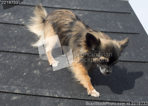 Image of chihuahua and agility