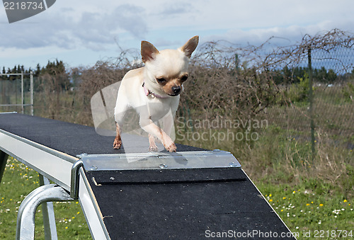 Image of chihuahua and agility