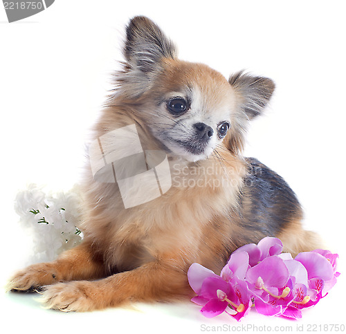 Image of senior chihuahua