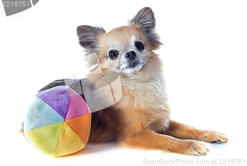 Image of chihuahua and ball