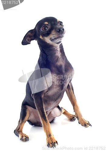 Image of senior miniature pinscher