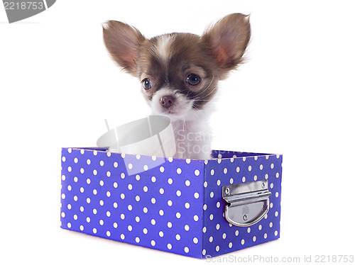 Image of chihuahua in box