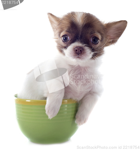 Image of puppy chihuahua in a cup
