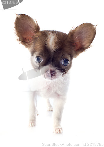 Image of puppy chihuahua