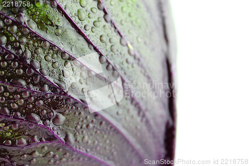 Image of fresh red cabbage