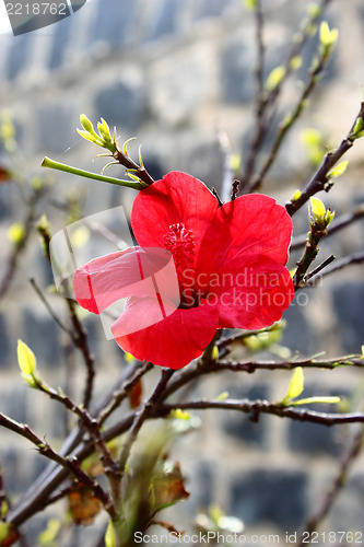 Image of spring flowers 