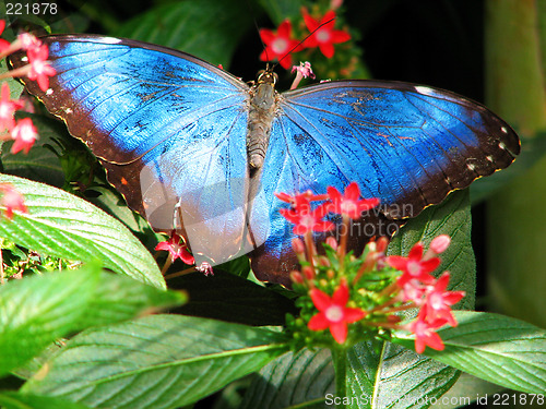 Image of Electric blue tropical butterfly and red flowers