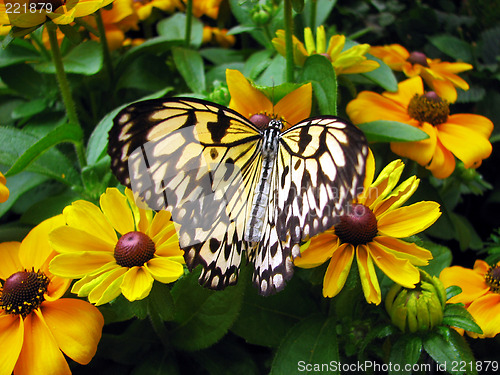 Image of Butterfly among yellow flowers