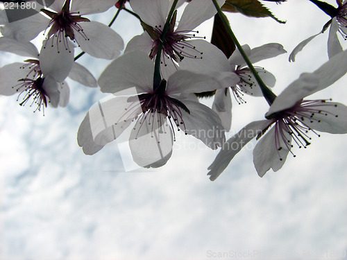 Image of White cherry blossoms and the sky