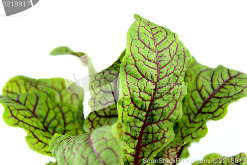 Image of Sorrel 