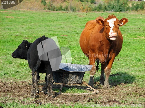 Image of Cow and calf on a farm