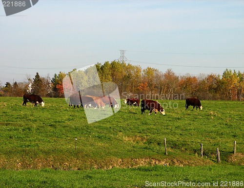 Image of Cows on a green pasture