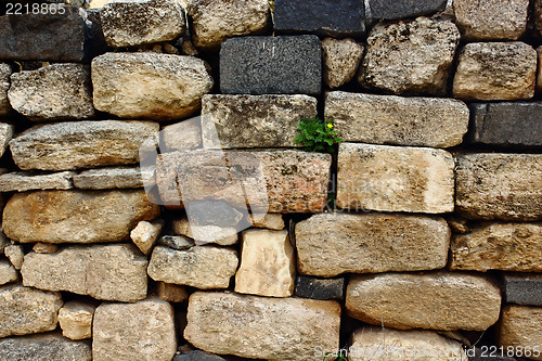 Image of plant on the wall 