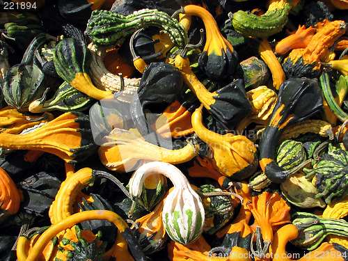 Image of Colors of fall: gourds on a marketplace