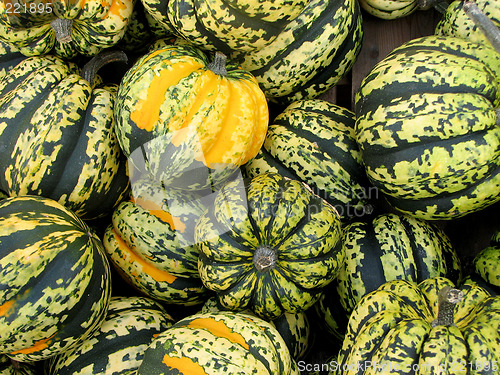 Image of Colors of fall: Carnival squash