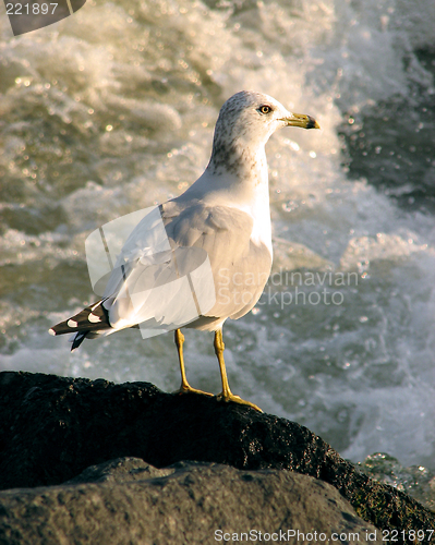 Image of Gull looking at stormy water