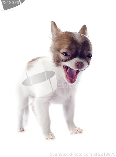 Image of barking puppy chihuahua