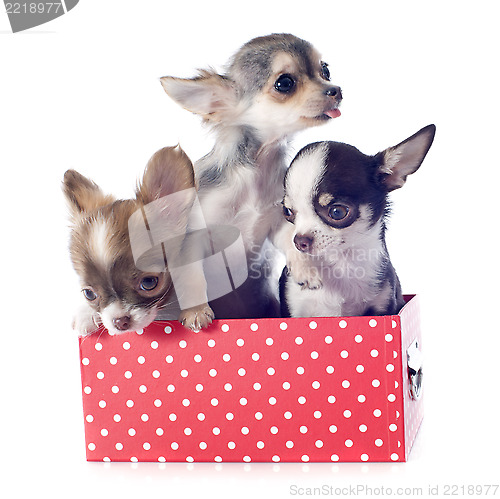 Image of puppies in box