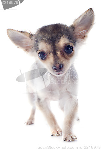 Image of puppy chihuahua