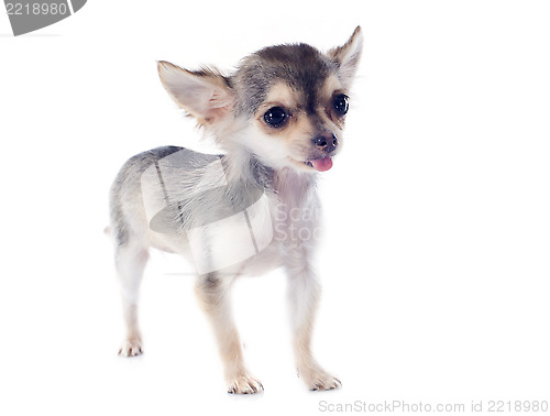 Image of puppy chihuahua