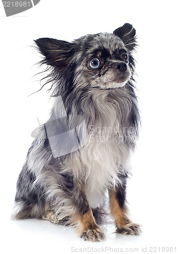 Image of chihuahua