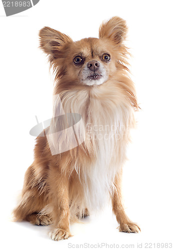 Image of chihuahua