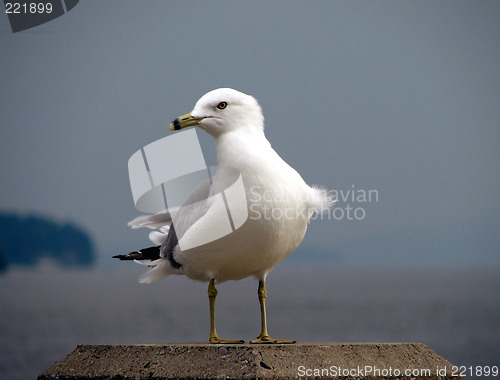 Image of Graceful sea gull