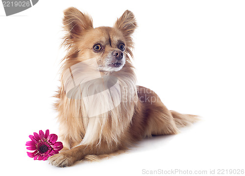 Image of chihuahua and flower