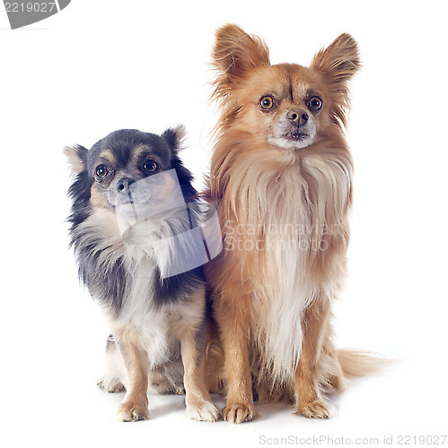 Image of chihuahuas