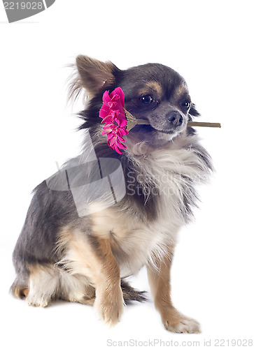 Image of chihuahua and flower