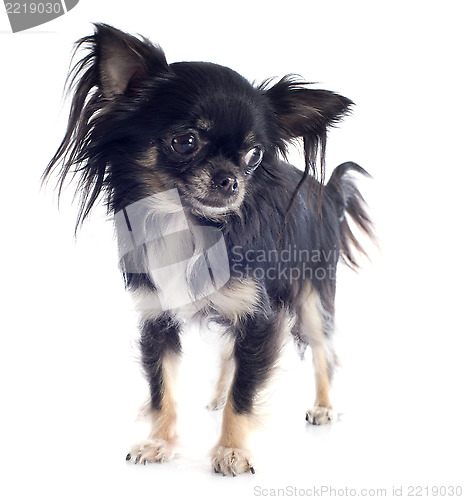 Image of puppy chihuahua