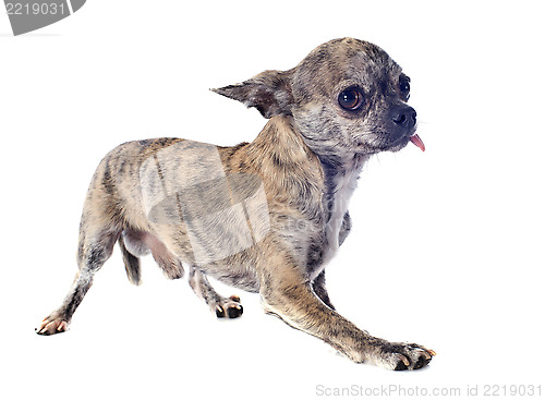 Image of afraid chihuahua