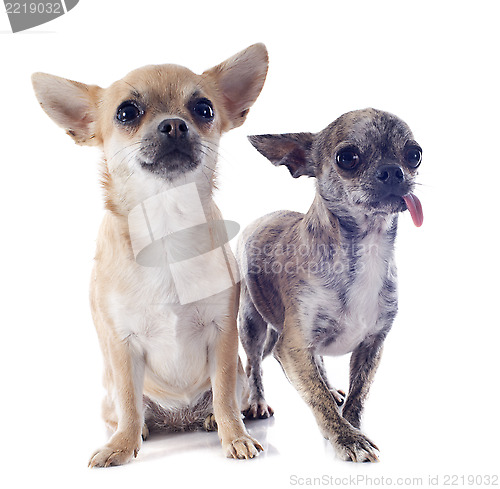 Image of chihuahuas