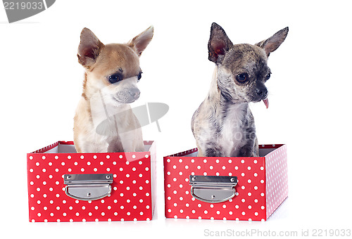 Image of two chihuahuas