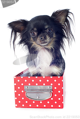 Image of chihuahua in box