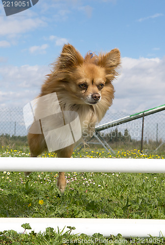 Image of jumping chihuahua