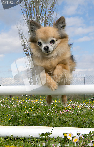 Image of jumping chihuahua