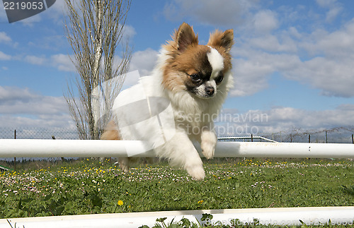 Image of jumping chihuahua