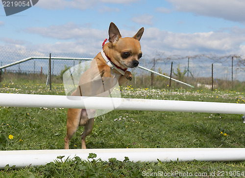 Image of jumping chihuahua