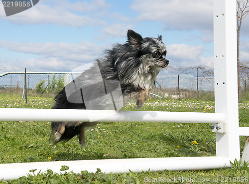 Image of jumping chihuahua