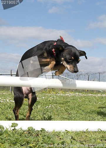 Image of miniature pinscher in agility