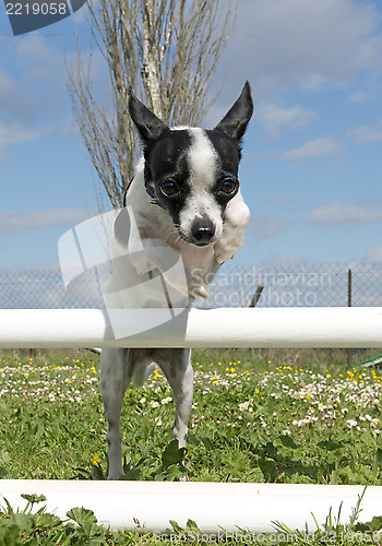 Image of jumping chihuahua