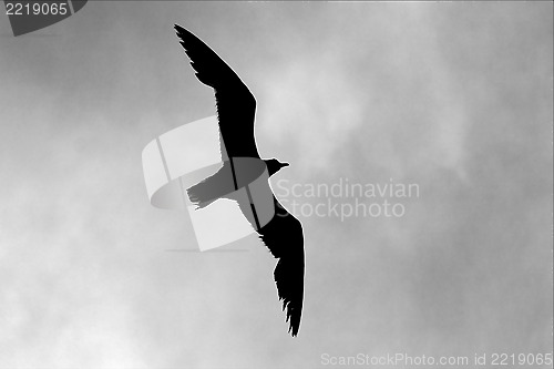 Image of down of sea gull