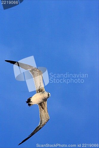 Image of  sea gull flying the sky