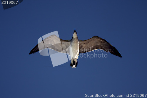 Image of the down of sea gull flying 