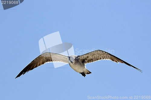 Image of the front of sea gull flying  in the sky in mexico