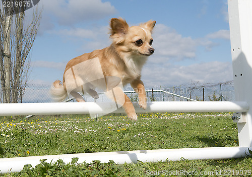 Image of jumping chihuahua